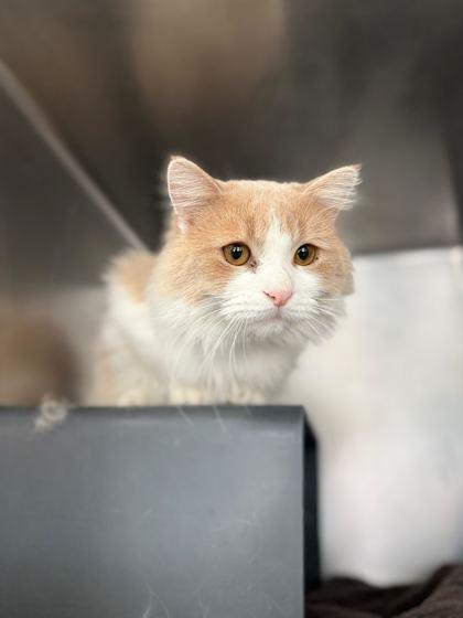 Enlarge George, a Adoptable mixed breed in Chicago, IL image 1/1