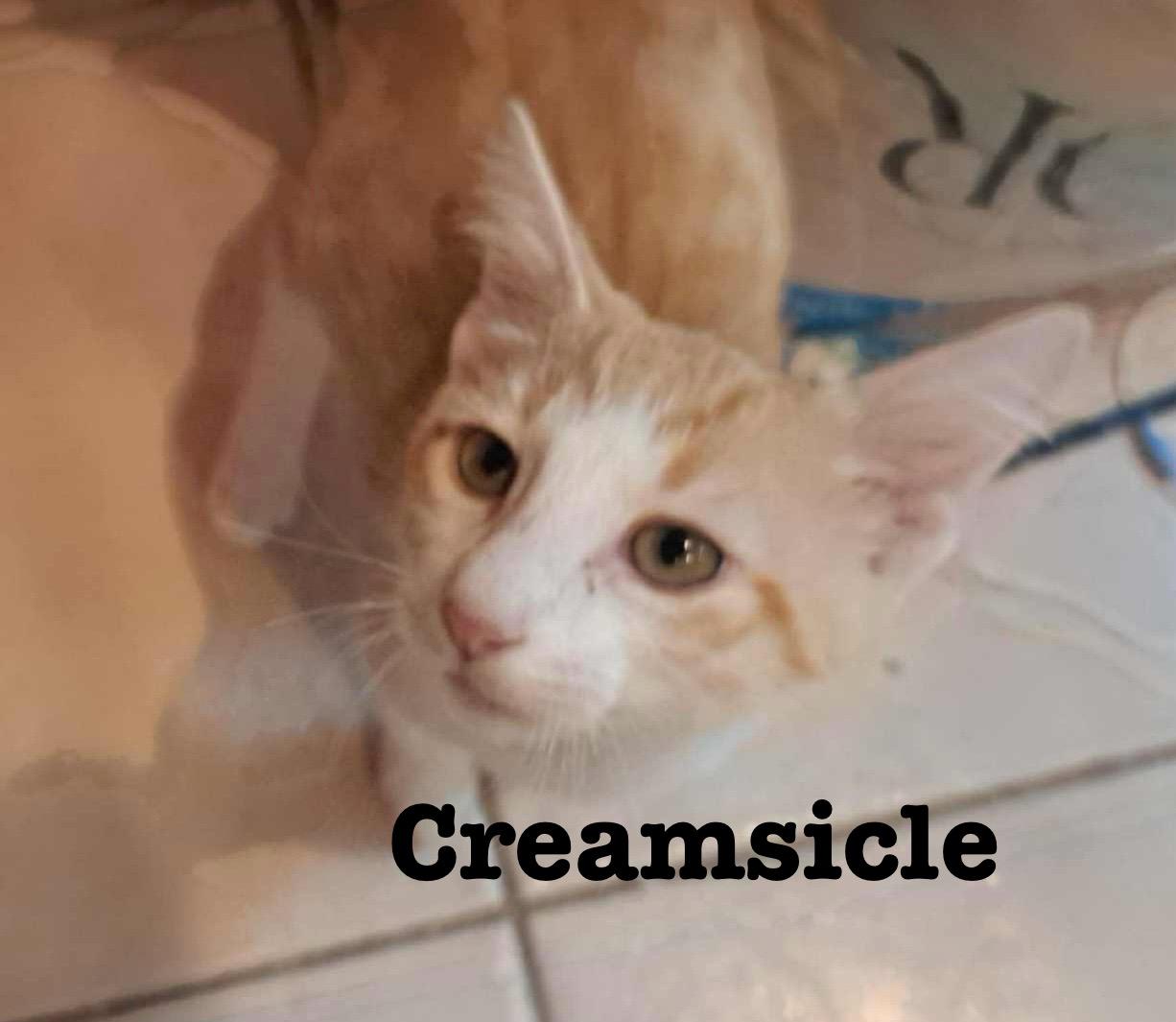 Enlarge Creamsicle, a Adoptable Domestic Short Hair in Mabank, TX image 1/5