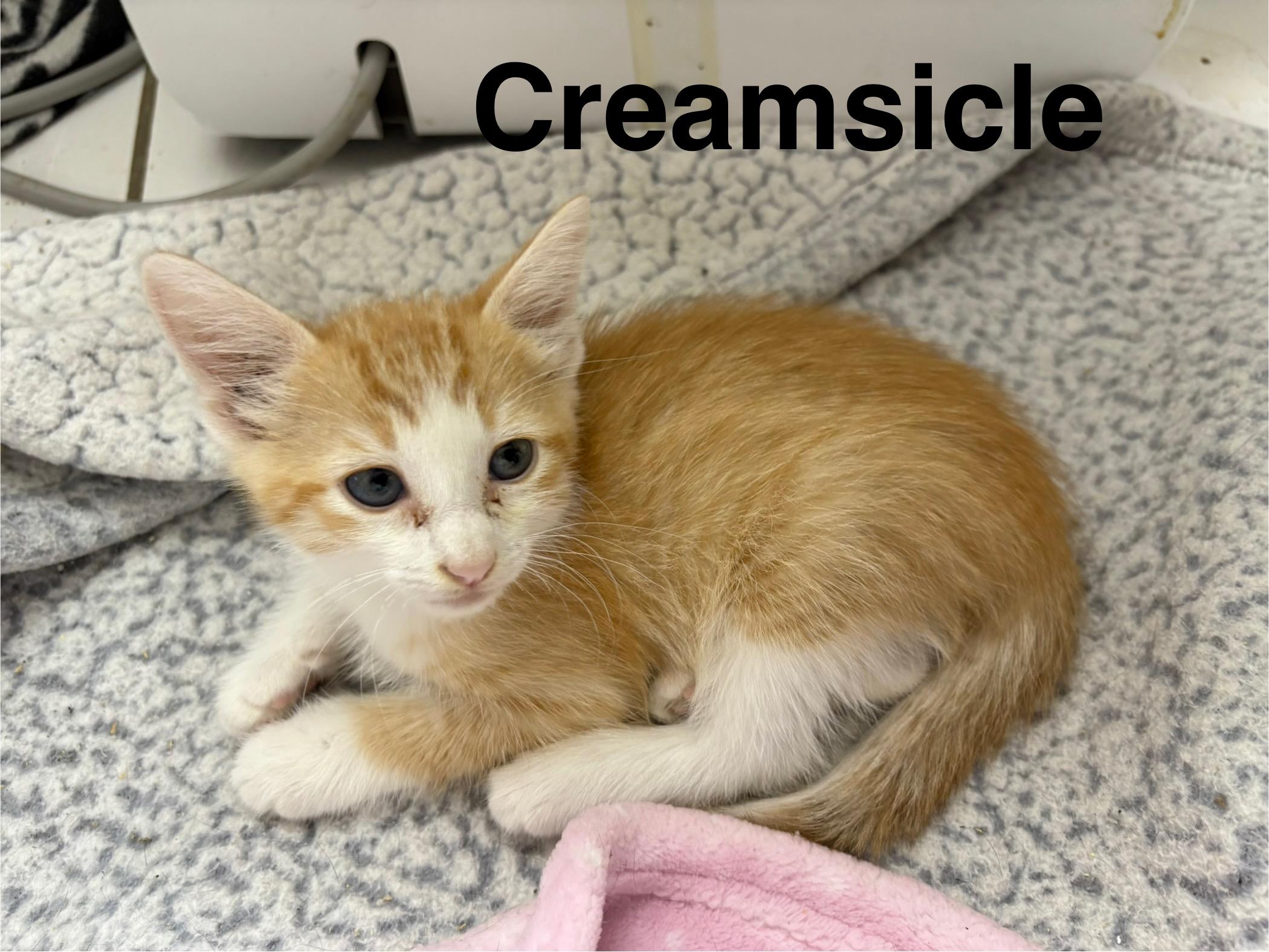 Enlarge Creamsicle, a Adoptable Domestic Short Hair in Mabank, TX image 4/5