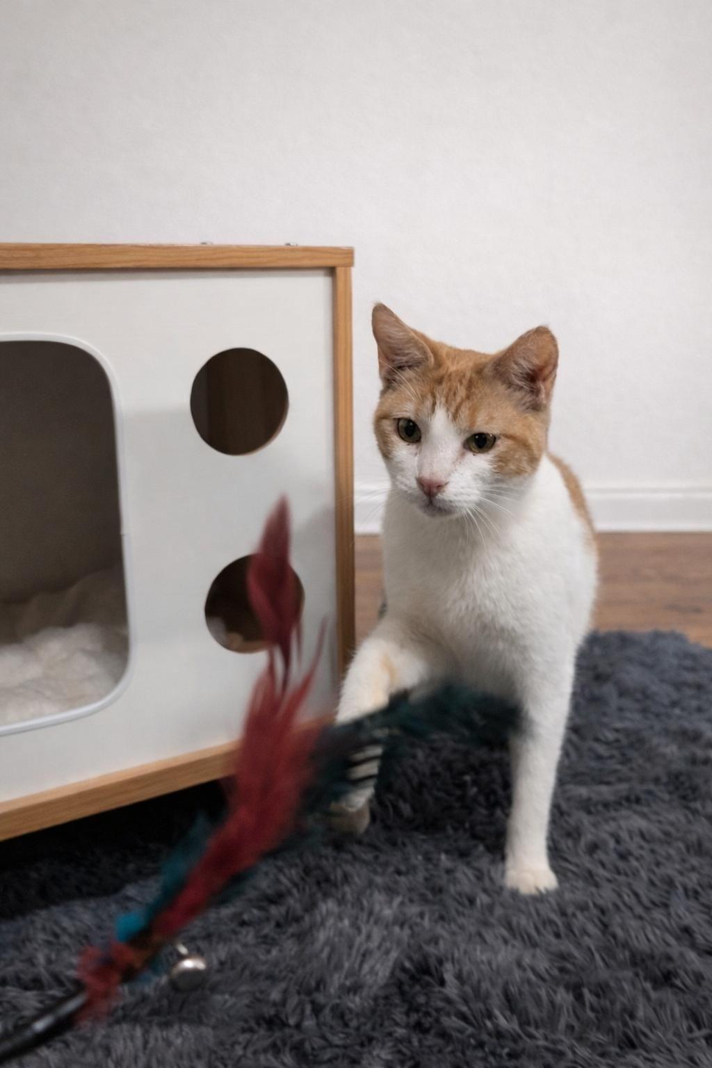 Creamsicle, an adopted Domestic Short Hair in Mabank, TX image 3/6