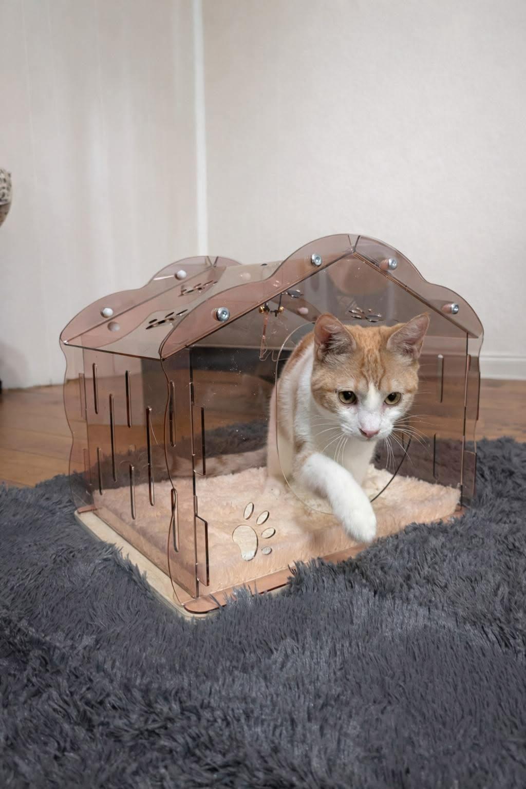 Creamsicle, an adopted Domestic Short Hair in Mabank, TX image 2/6