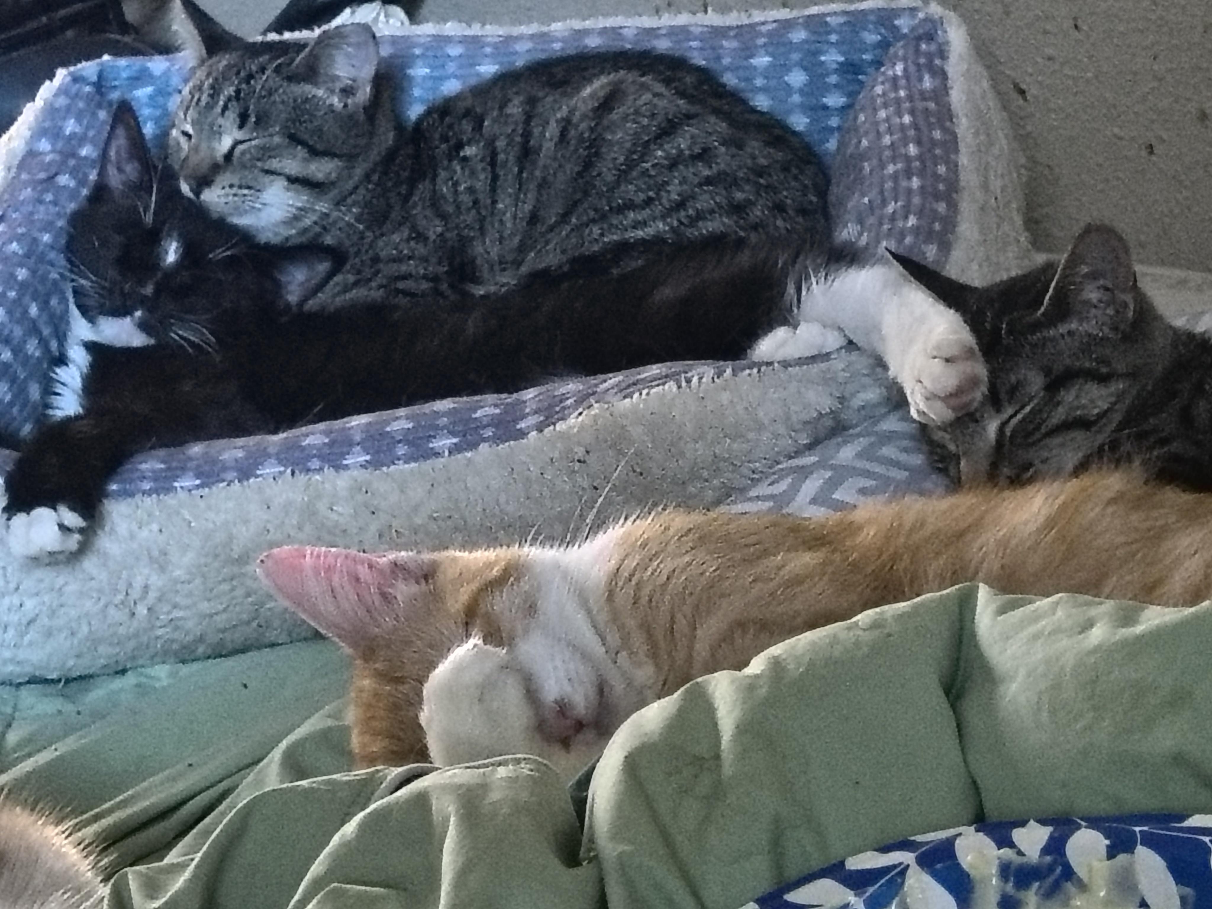 Enlarge Creamsicle, a Adoptable Domestic Short Hair in Mabank, TX image 3/5