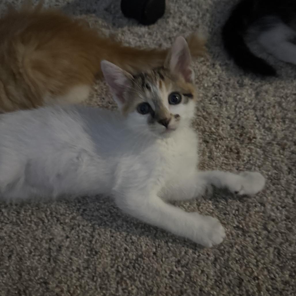 Galadriel (yellow), a Adoptable Domestic Short Hair in Sunnyvale, CA image 1/2