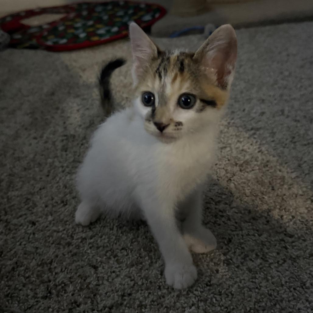 Galadriel (yellow), a Adoptable Domestic Short Hair in Sunnyvale, CA image 2/2