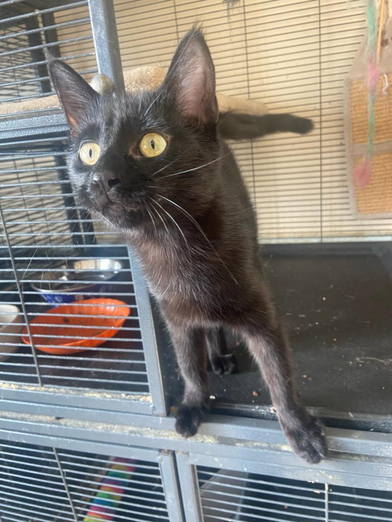 Licorice photo 2