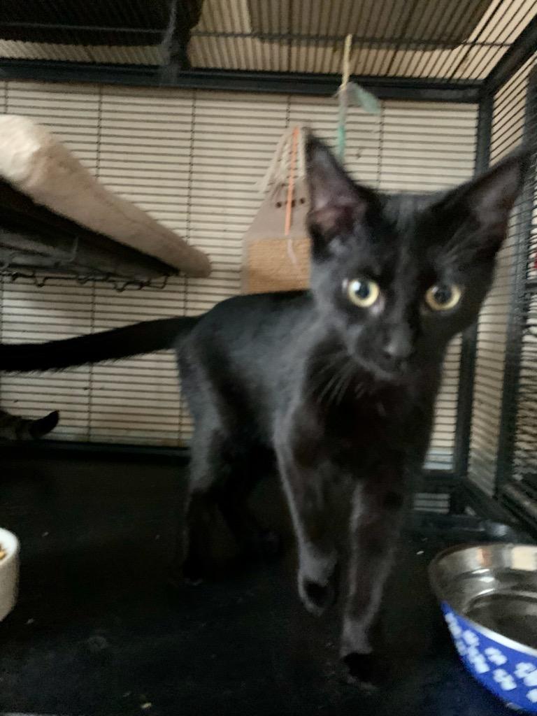 Licorice photo 3