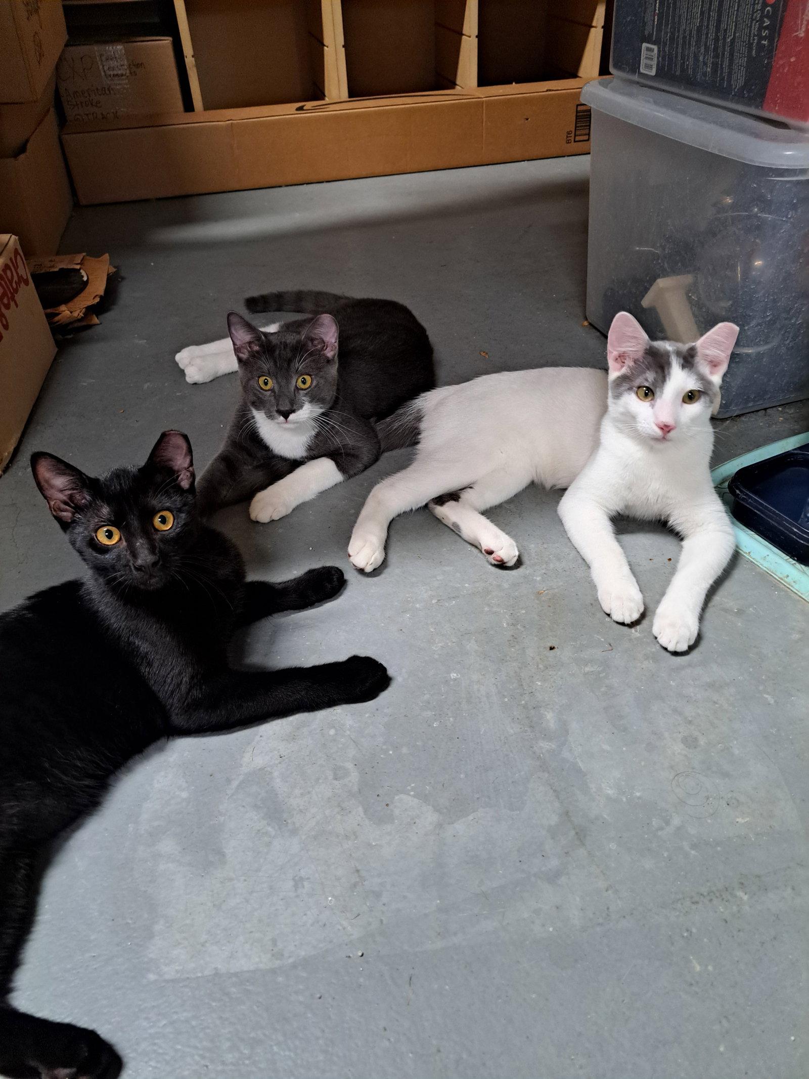Jules, Adoptable, Young Male Domestic Short Hair.
