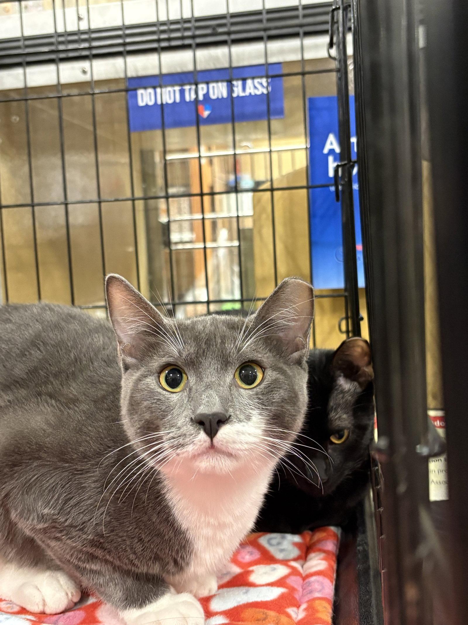 Enlarge Jules, a Adoptable Domestic Short Hair in McKinney, TX image 2/3