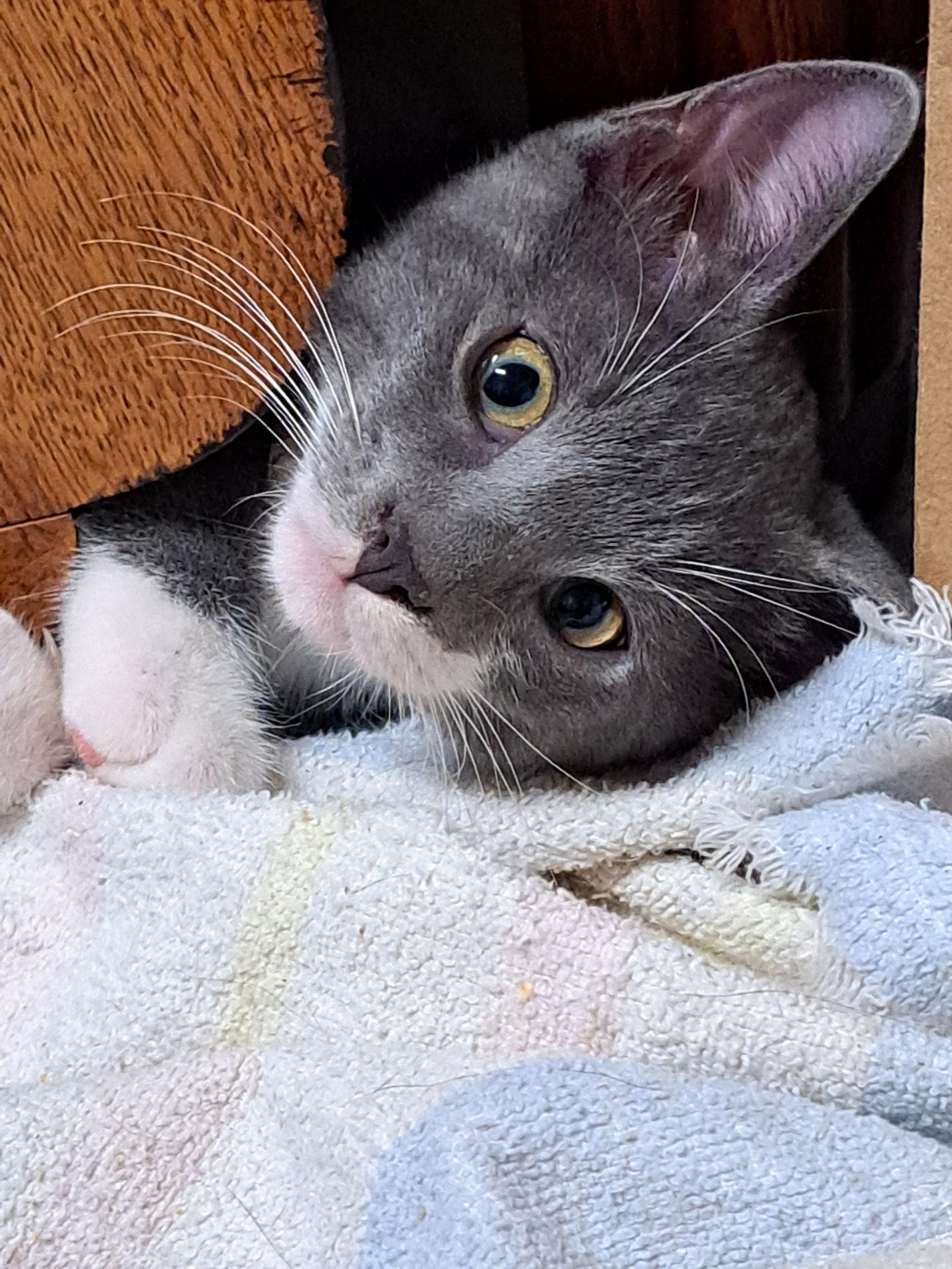 Enlarge Jules, a Adoptable Domestic Short Hair in McKinney, TX image 2/2