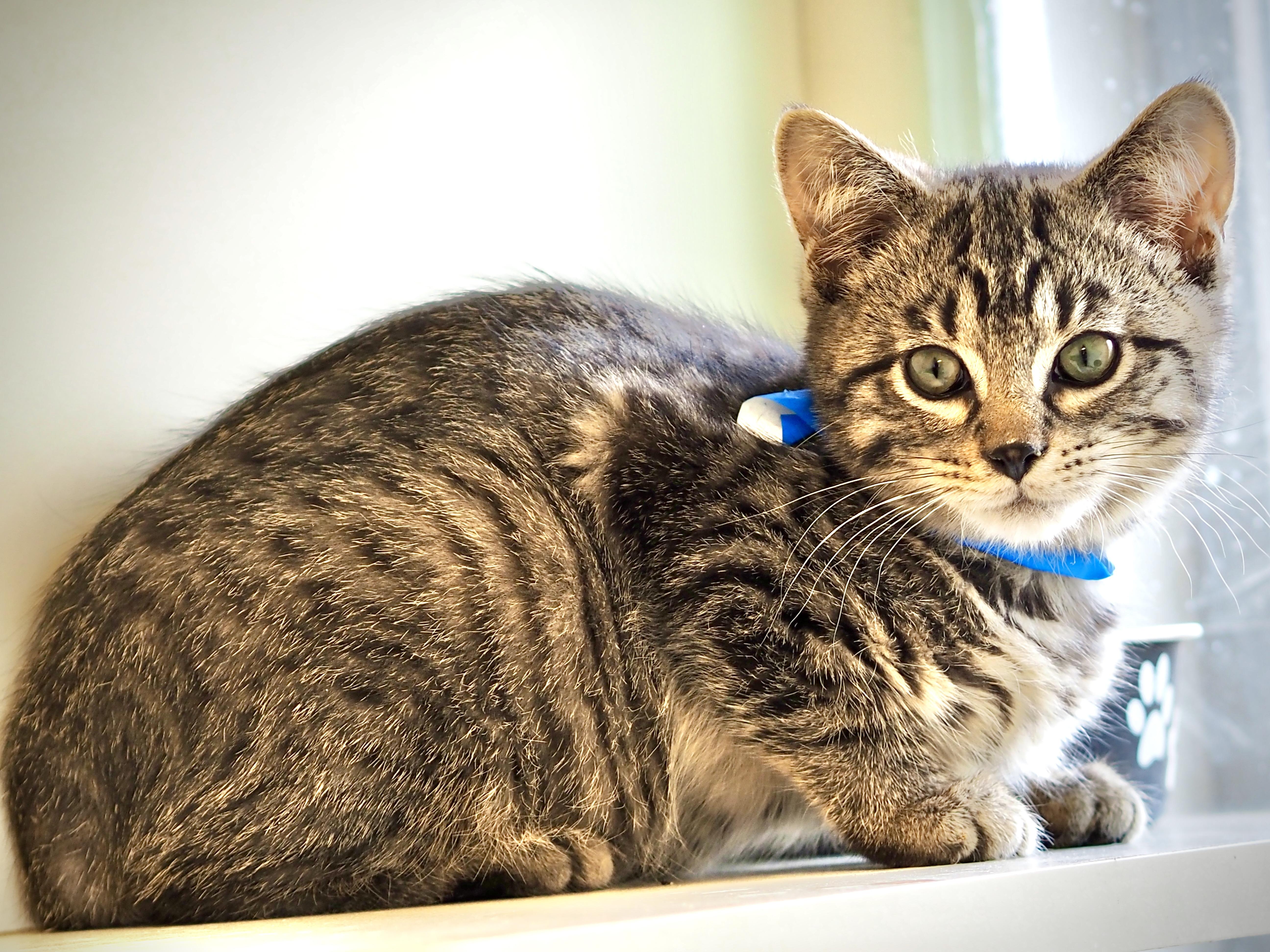 Enlarge Emmett, a Adoptable mixed breed in Buena Vista, CO image 2/4