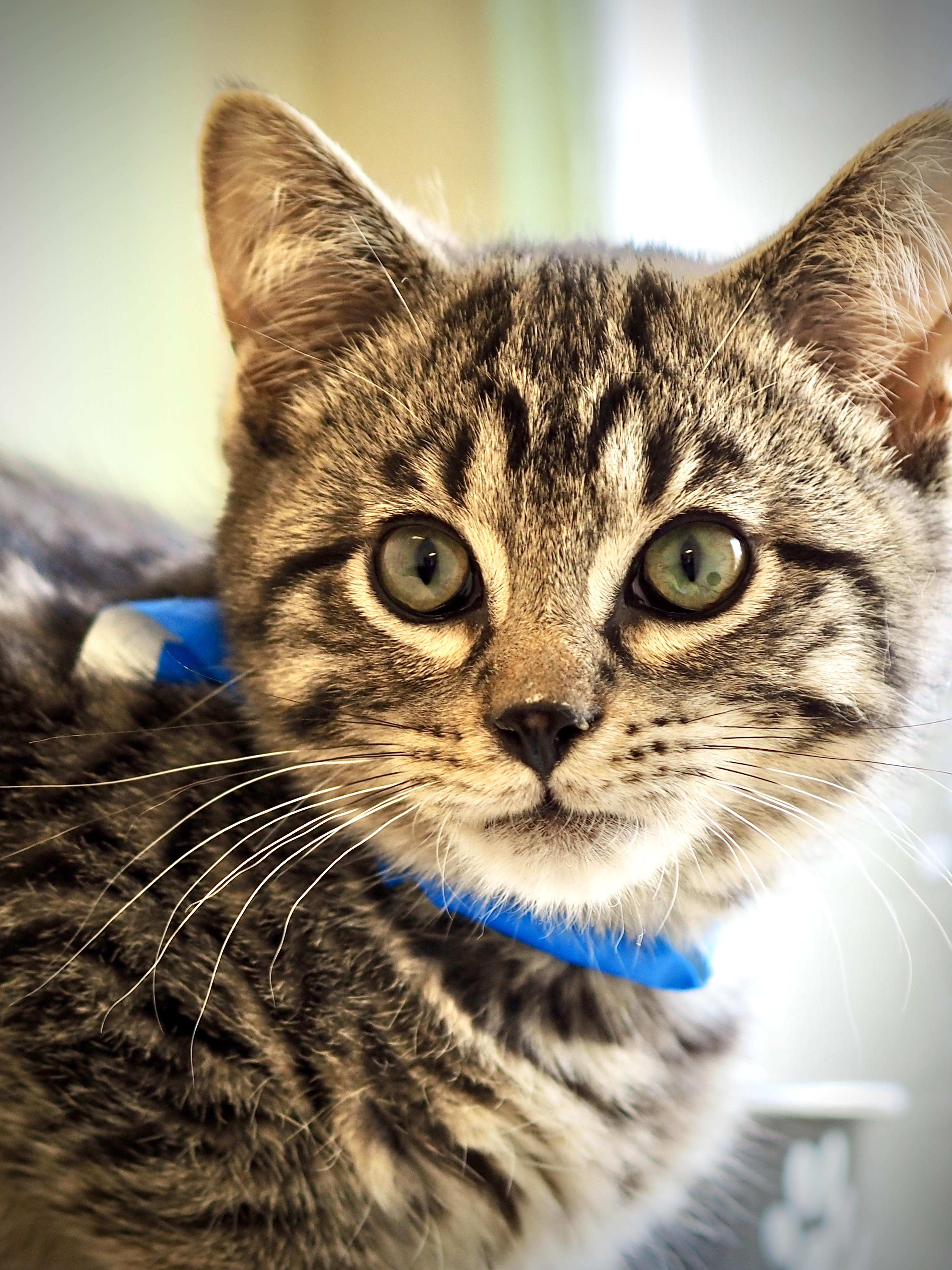 Enlarge Emmett, a Adoptable mixed breed in Buena Vista, CO image 1/4