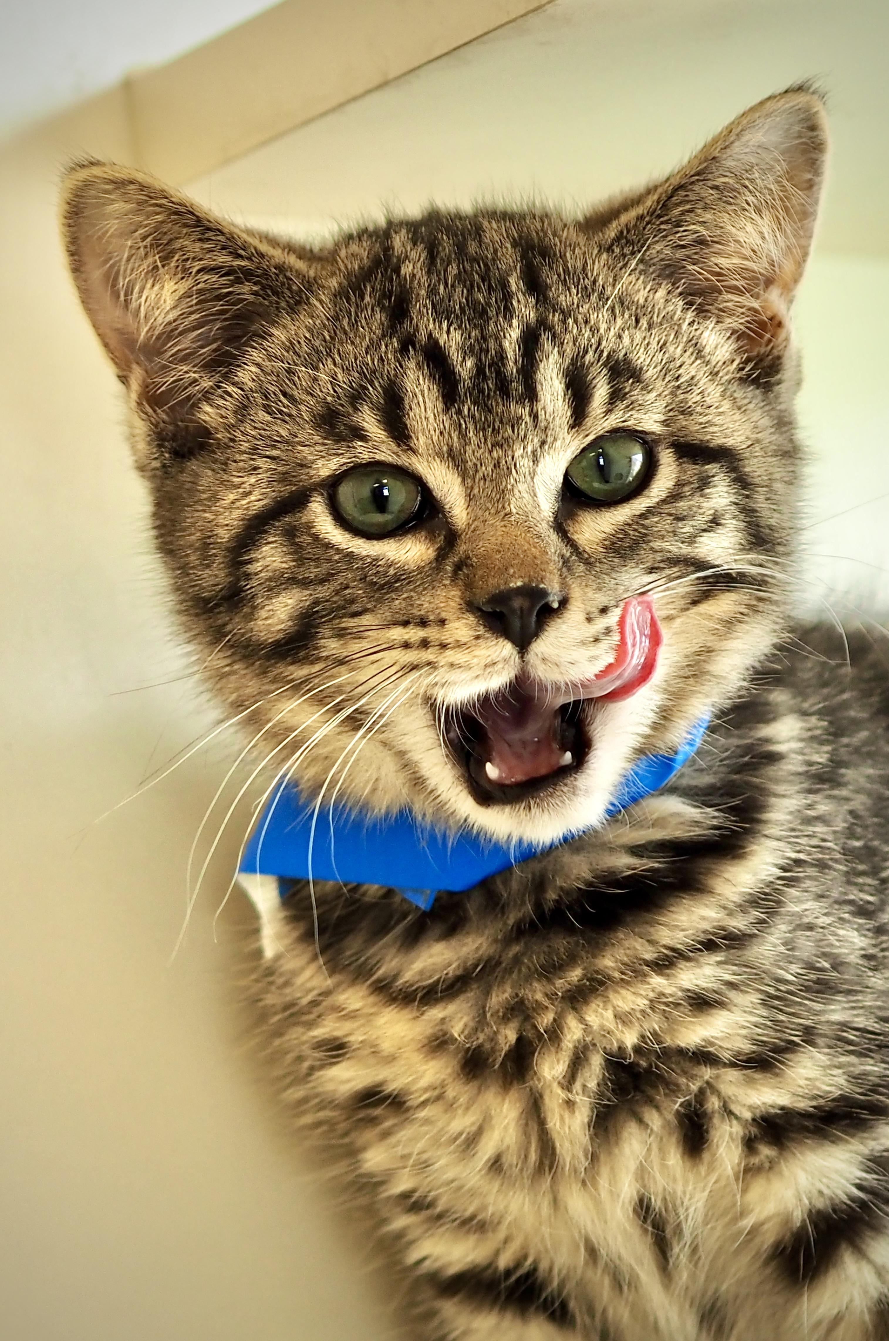 Enlarge Emmett, a Adoptable mixed breed in Buena Vista, CO image 3/4