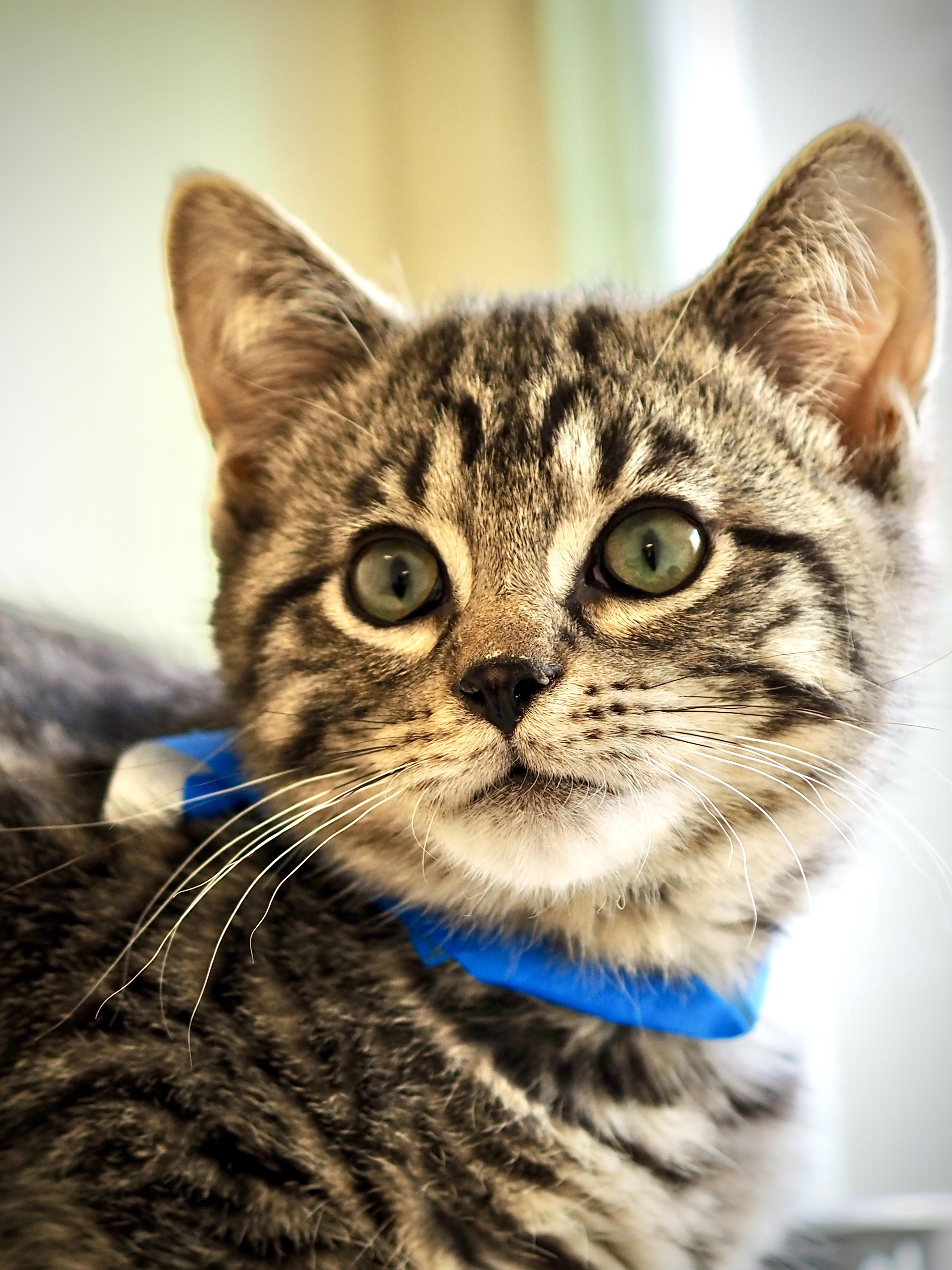 Enlarge Emmett, a Adoptable mixed breed in Buena Vista, CO image 4/4