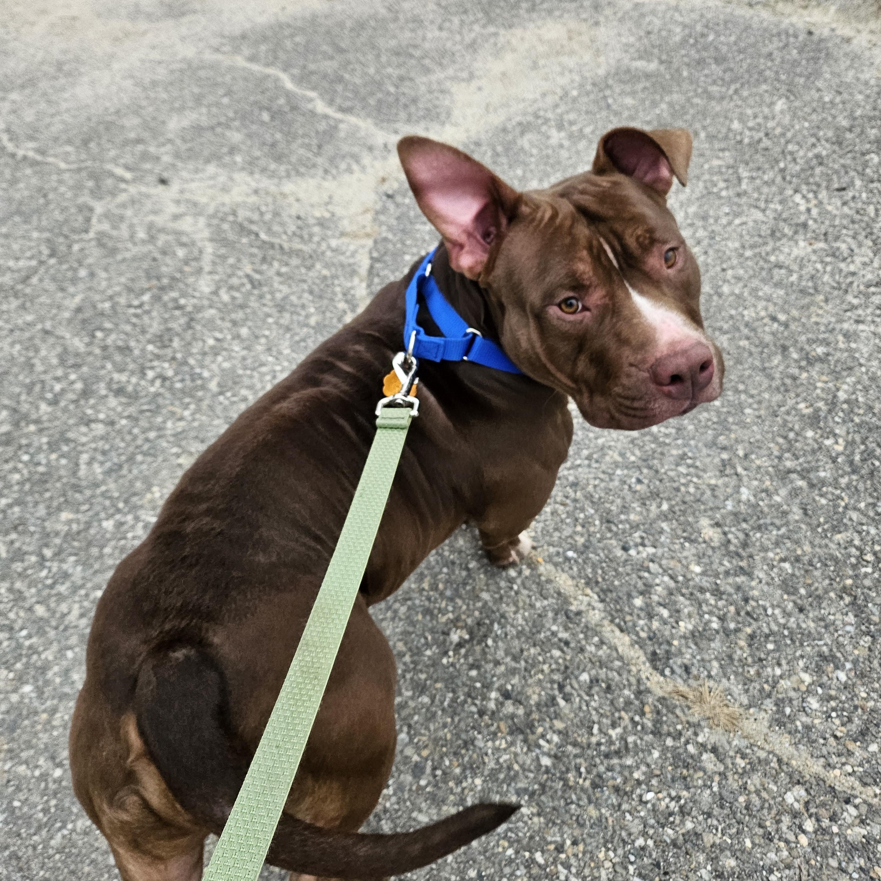 Enlarge Thor, an adopted mixed breed in Salem, NH image 3/4
