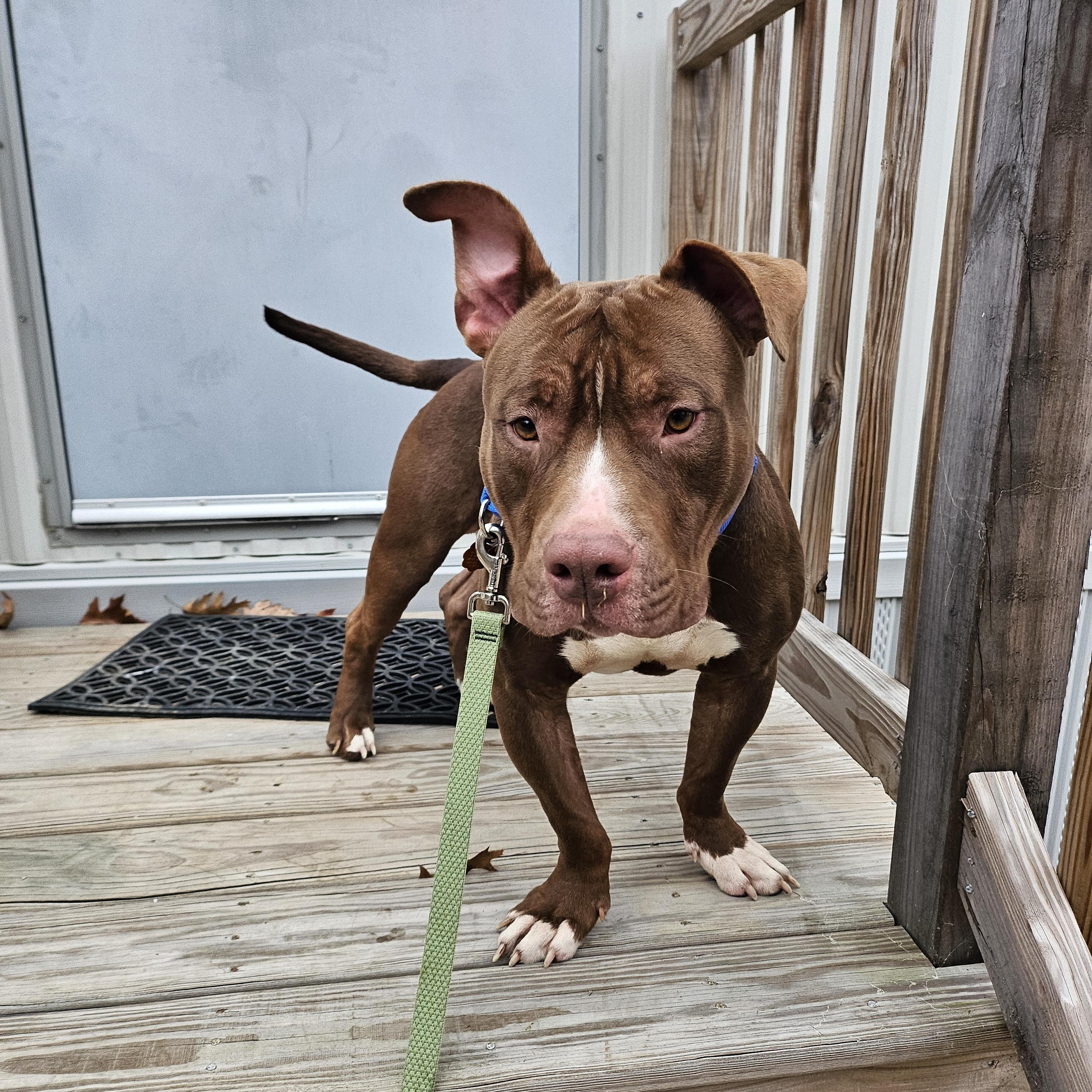 Thor, adoptable, Adult Male Pit Bull Terrier.
