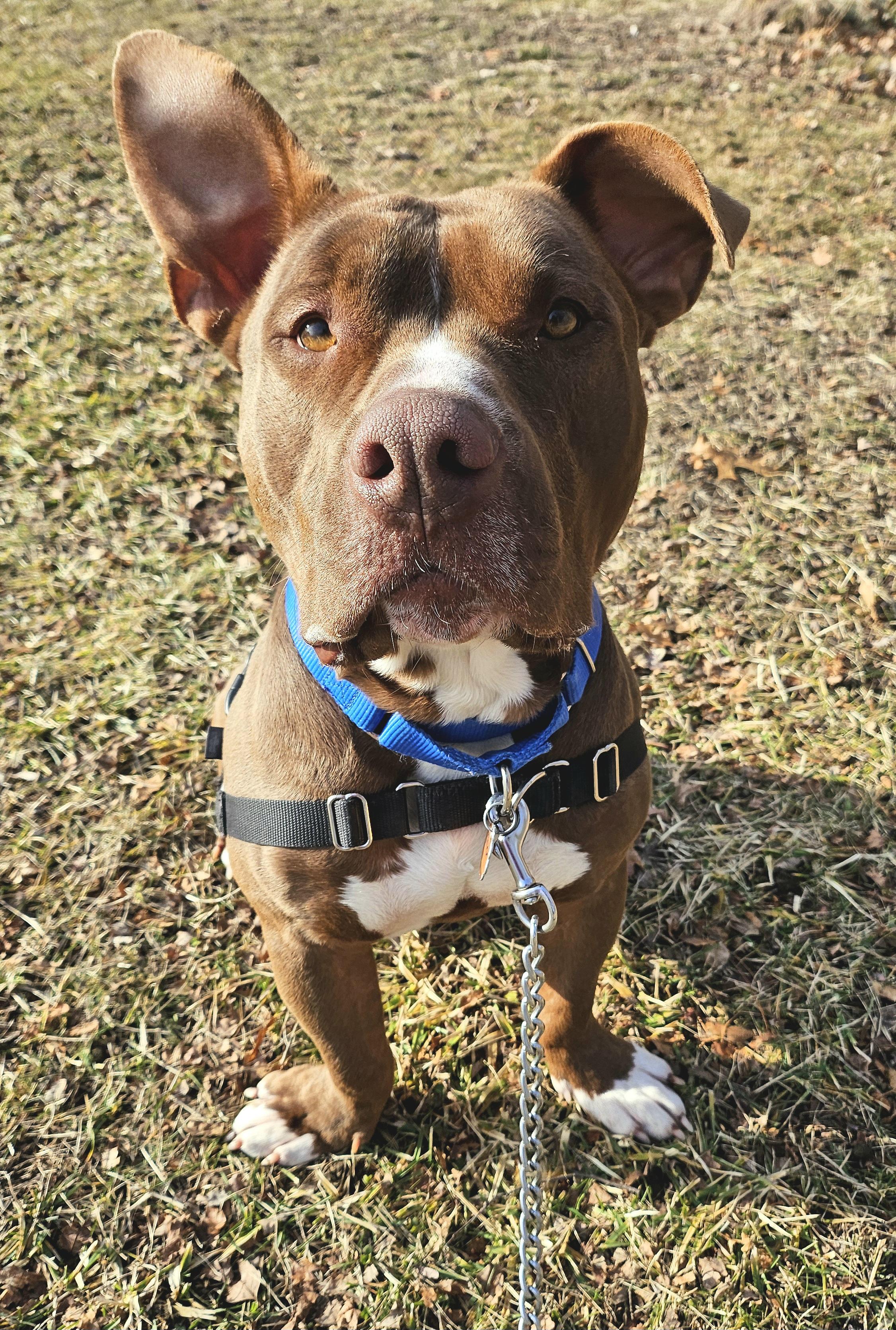 Thor, adoptable, Adult Male Pit Bull Terrier.