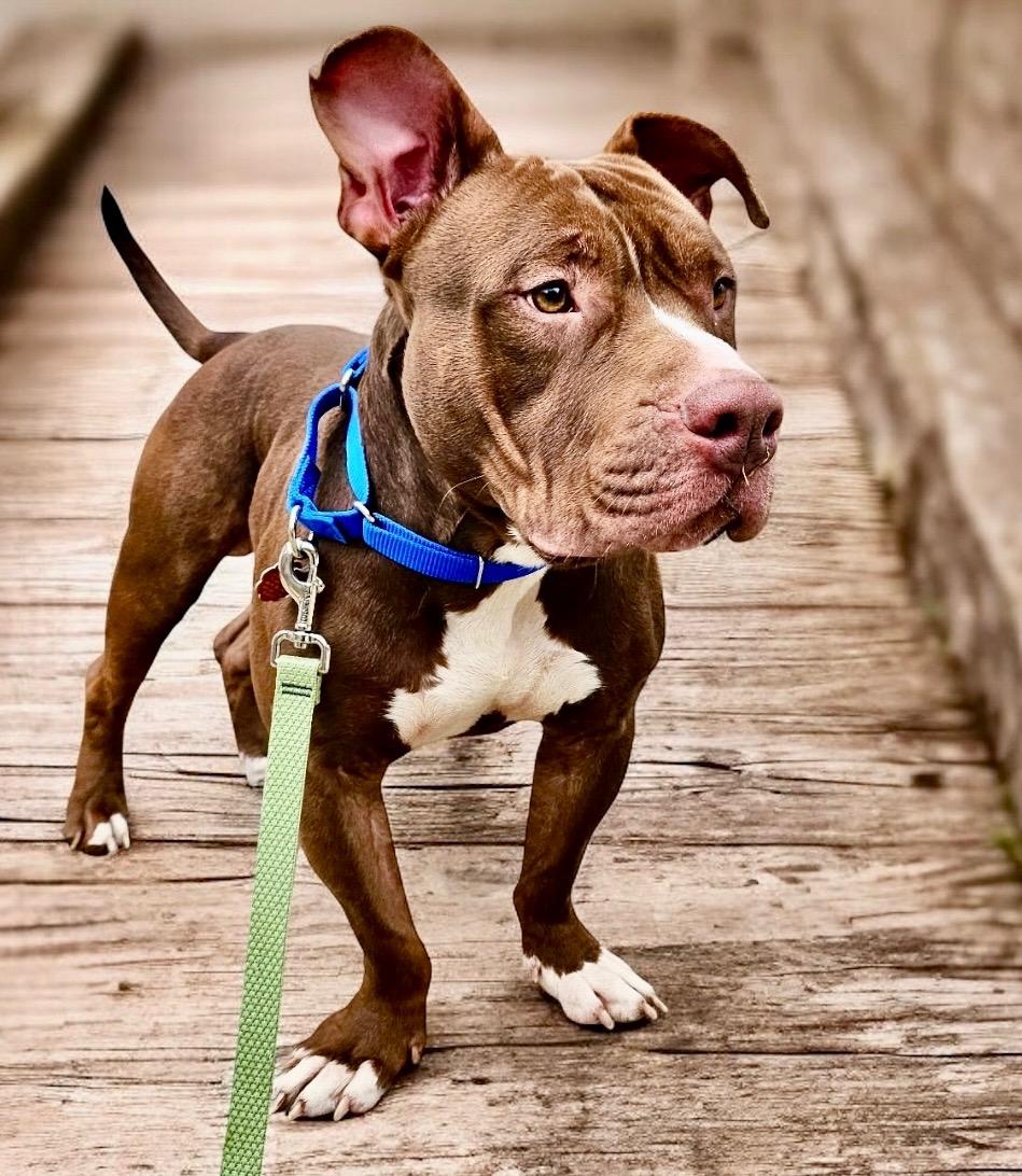 Enlarge Thor, an adopted mixed breed in Salem, NH image 1/4