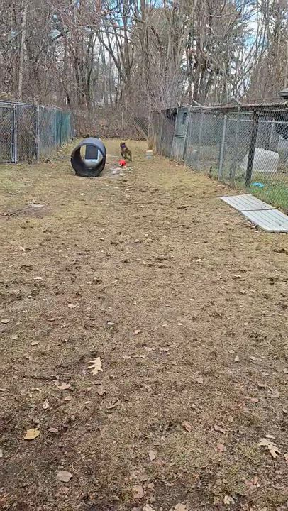 Enlarge Thor, an adopted mixed breed in Salem, NH video 4/4
