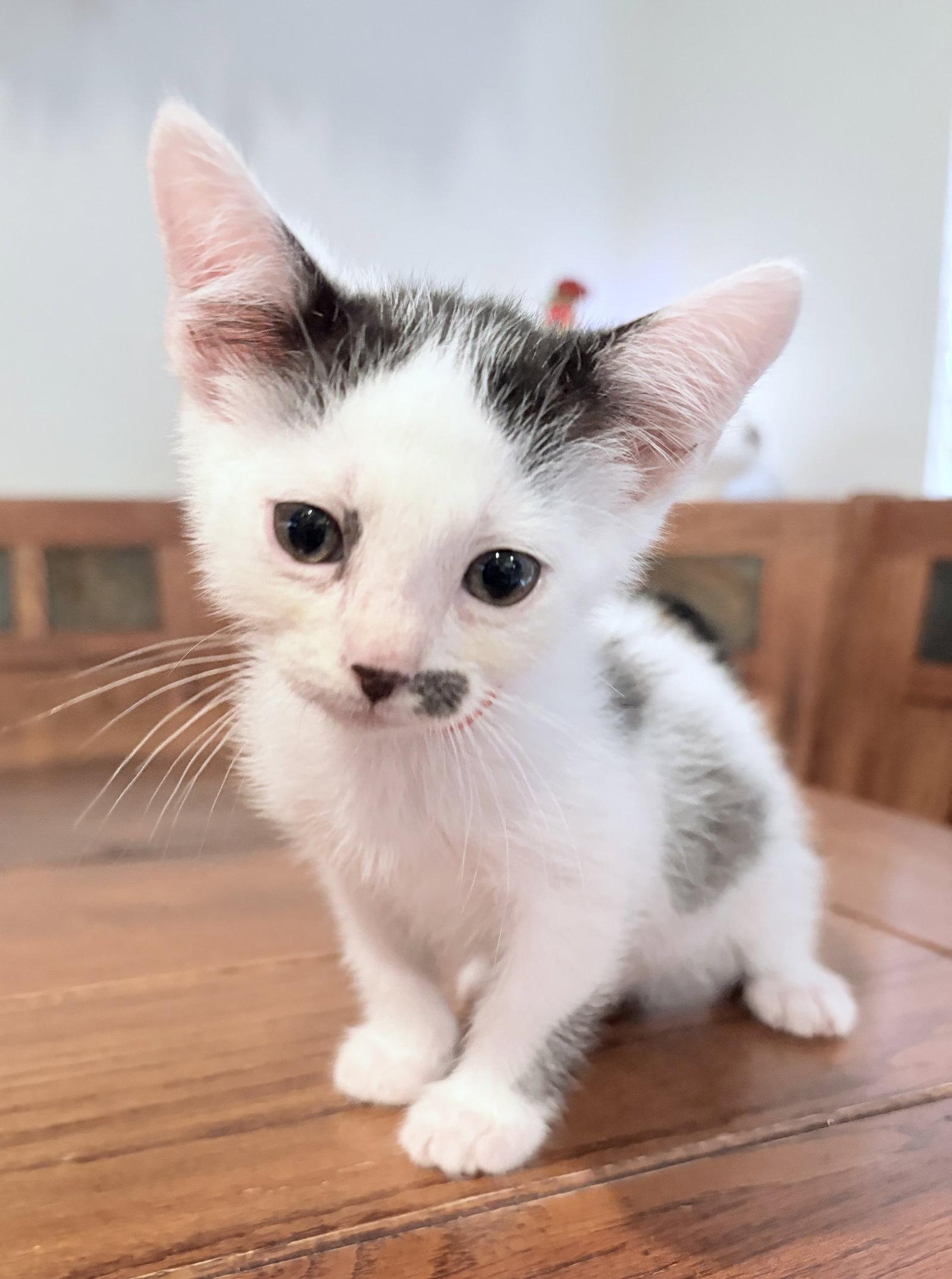 Enlarge Pete, a Adopted Domestic Short Hair in Frisco, TX image 1/1