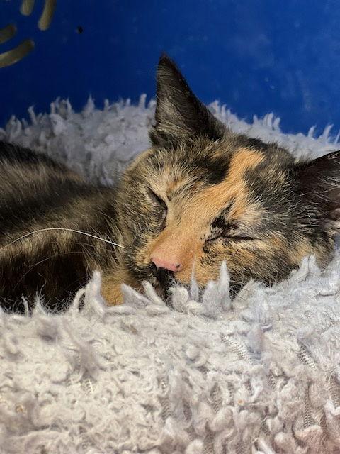 Montana, a Adoptable Domestic Short Hair in Webster, WI image 1/3