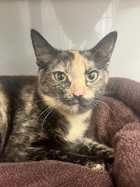 Montana, a Adoptable Domestic Short Hair in Webster, WI image 2/3