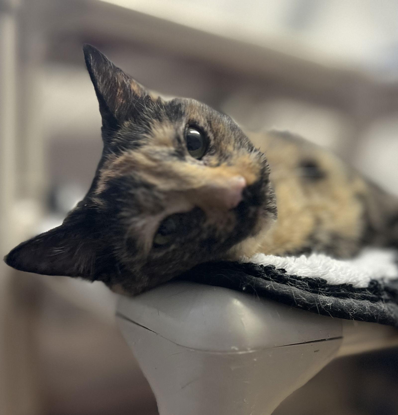 Montana, a Adoptable Domestic Short Hair in Webster, WI image 3/3