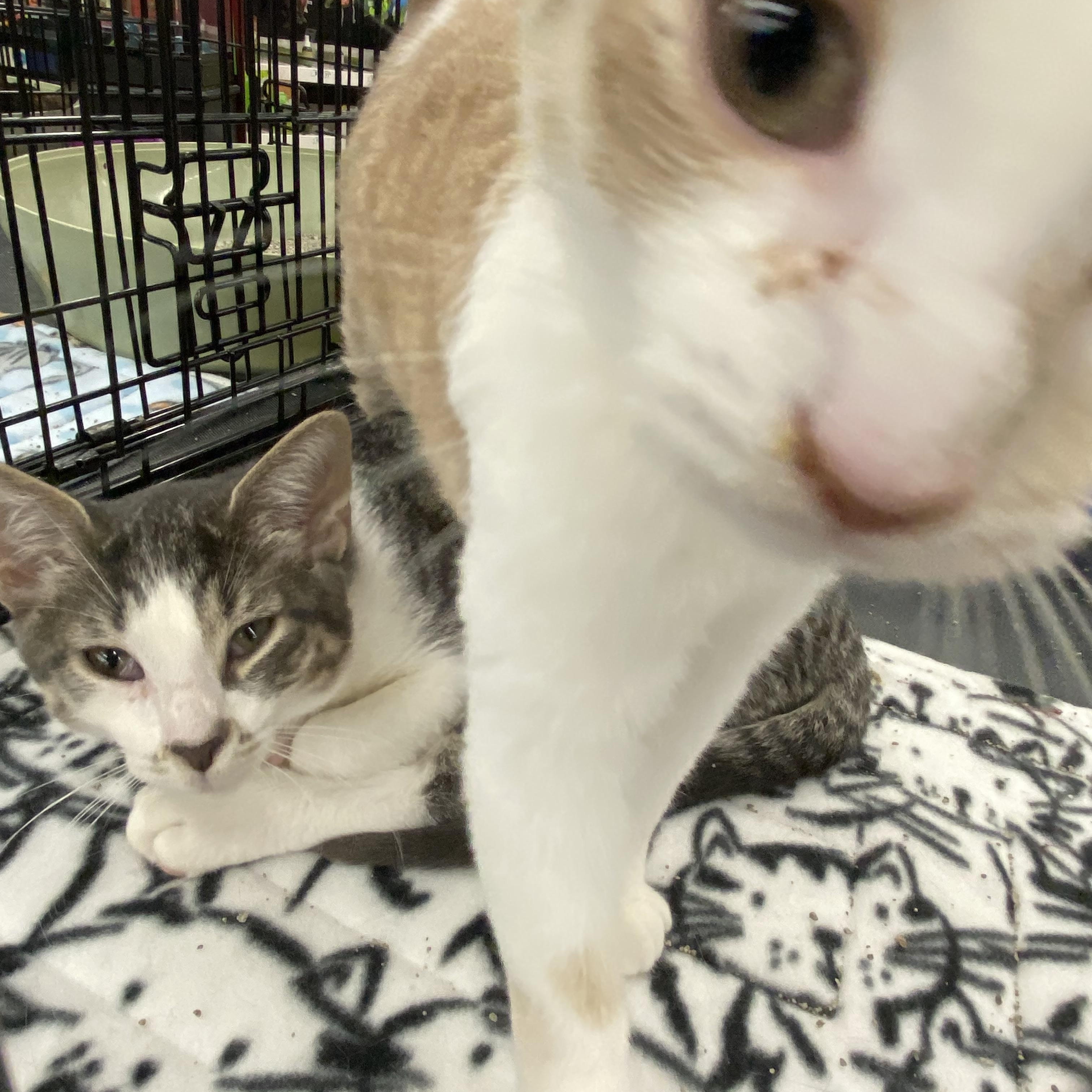 Tulip - very affectionate. 3