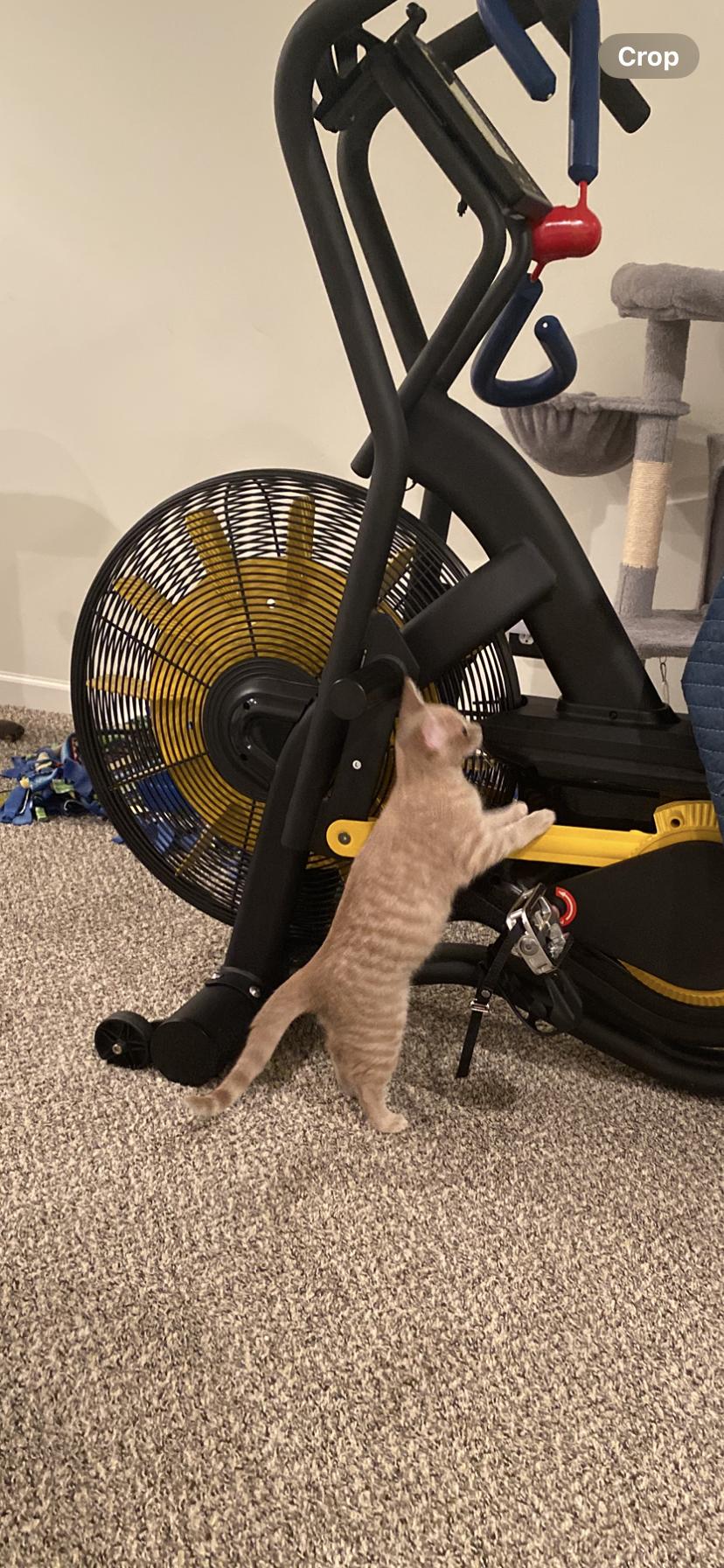 Tulip - very affectionate. 4