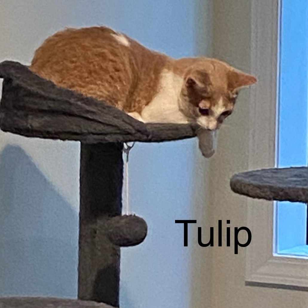 Tulip - very affectionate. 5