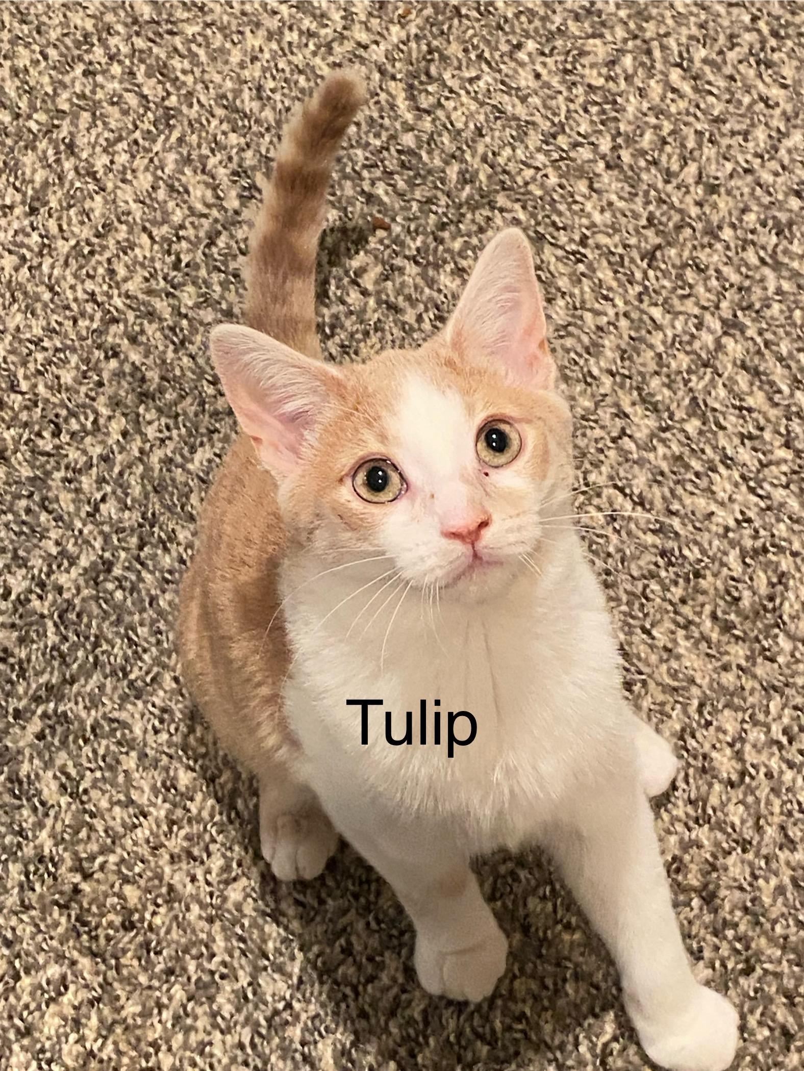 Tulip - very affectionate.