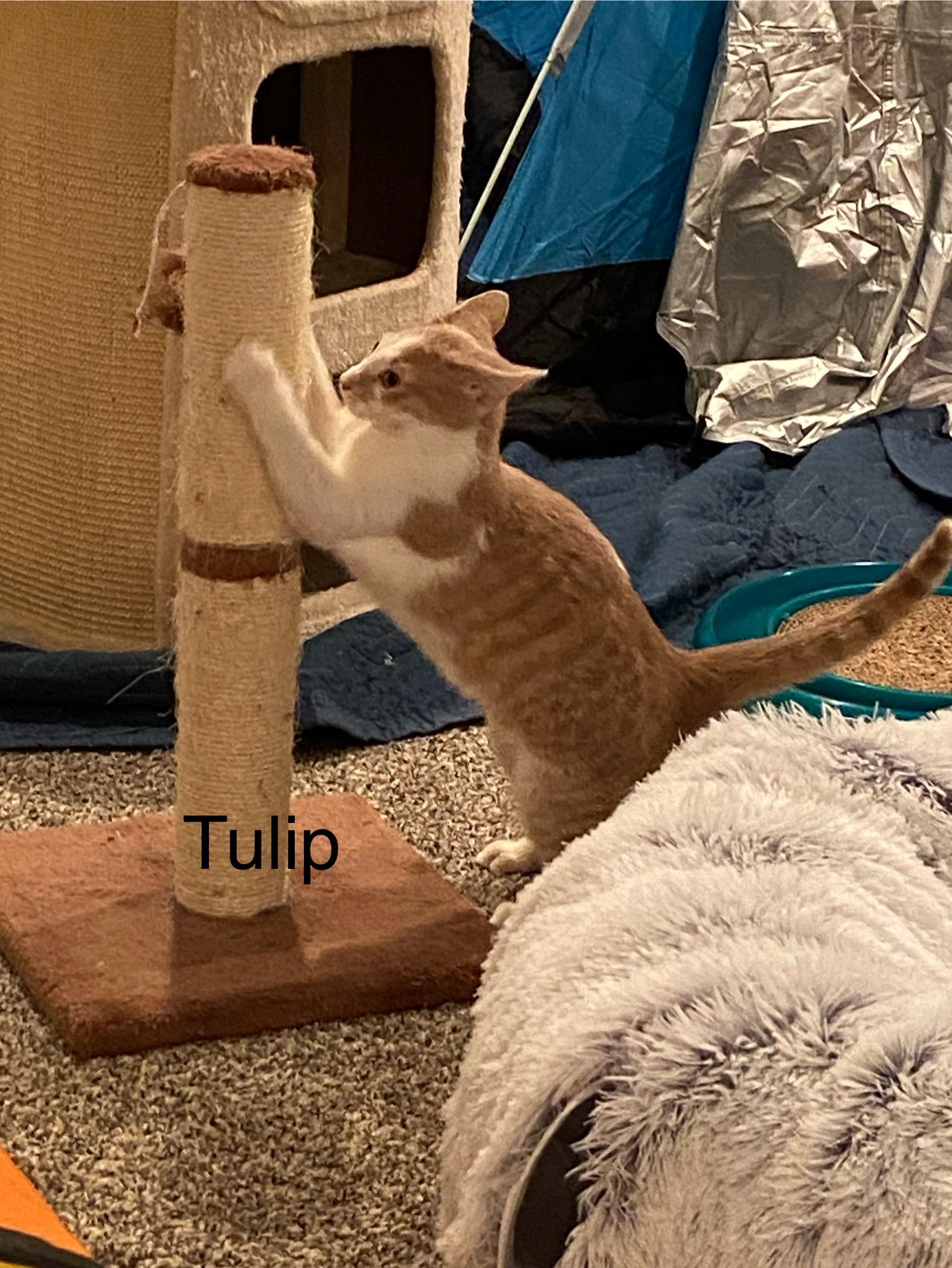 Tulip - very affectionate. 6