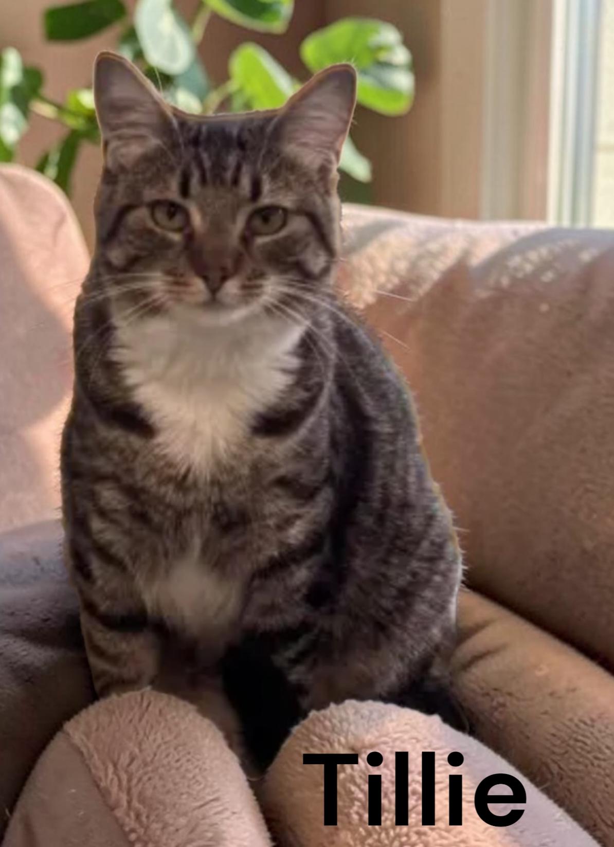 Enlarge Tillie, a Adoptable Tabby in Chesapeake, VA image 1/3