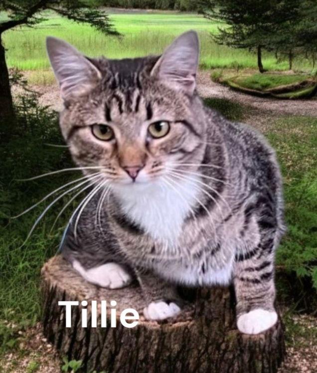 Tillie, Adoptable, Adult Female Tabby.