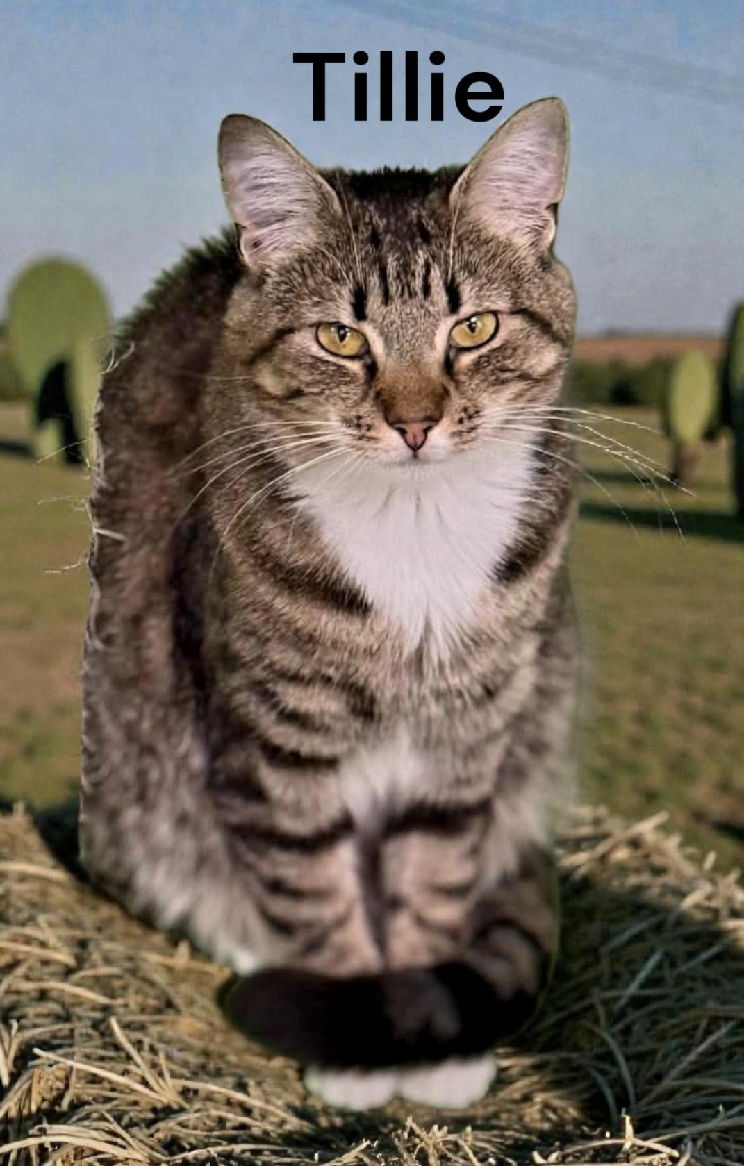 Enlarge Tillie, a Adoptable Tabby in Chesapeake, VA image 3/3