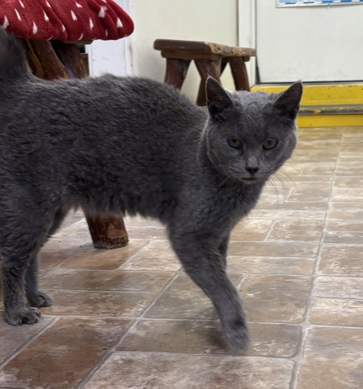 Amelia, adopted, Adult Female Domestic Short Hair.