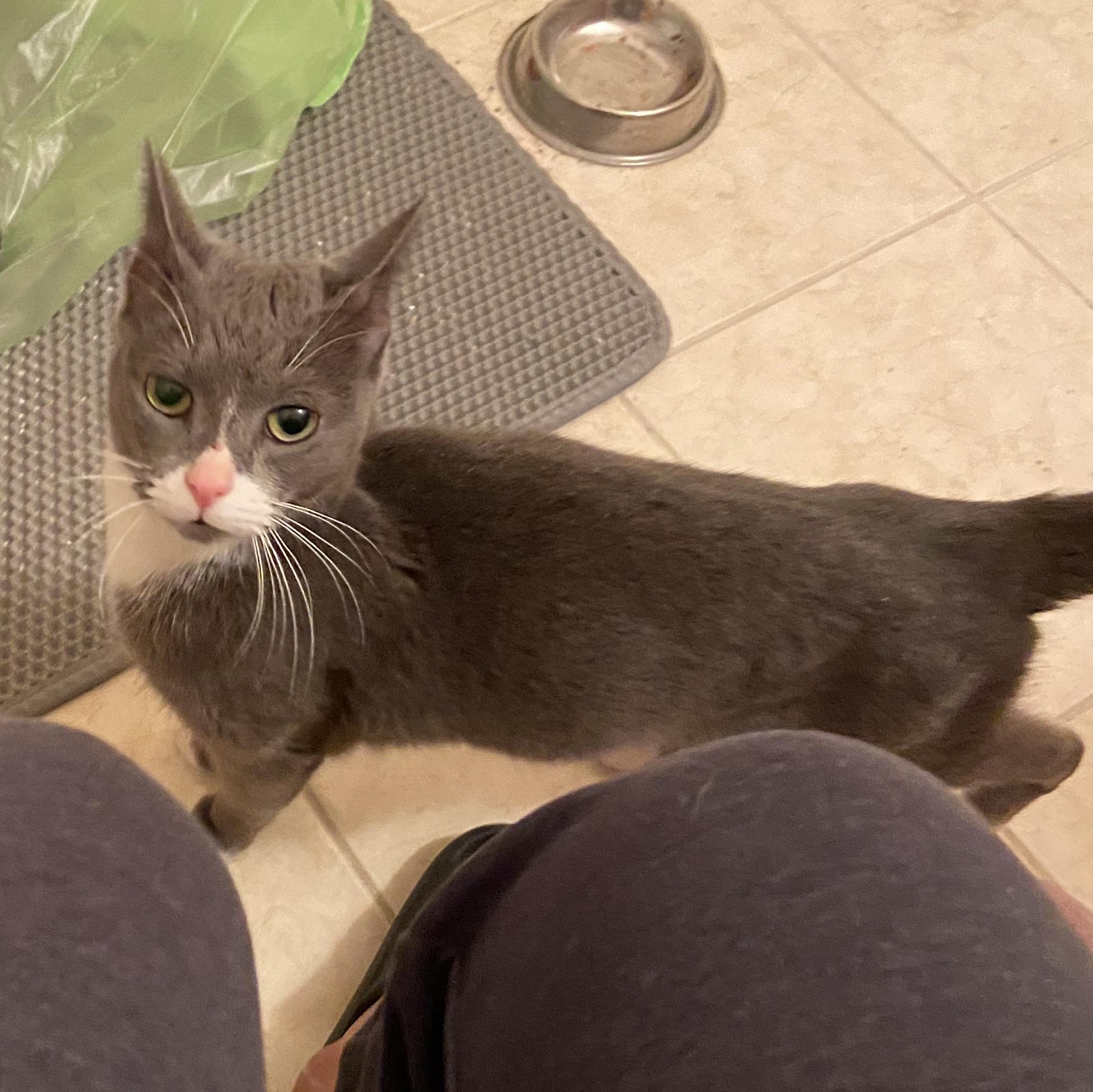 Enlarge Nala, a ADOPTABLE Domestic Short Hair in Woodbridge, NJ image 1/4