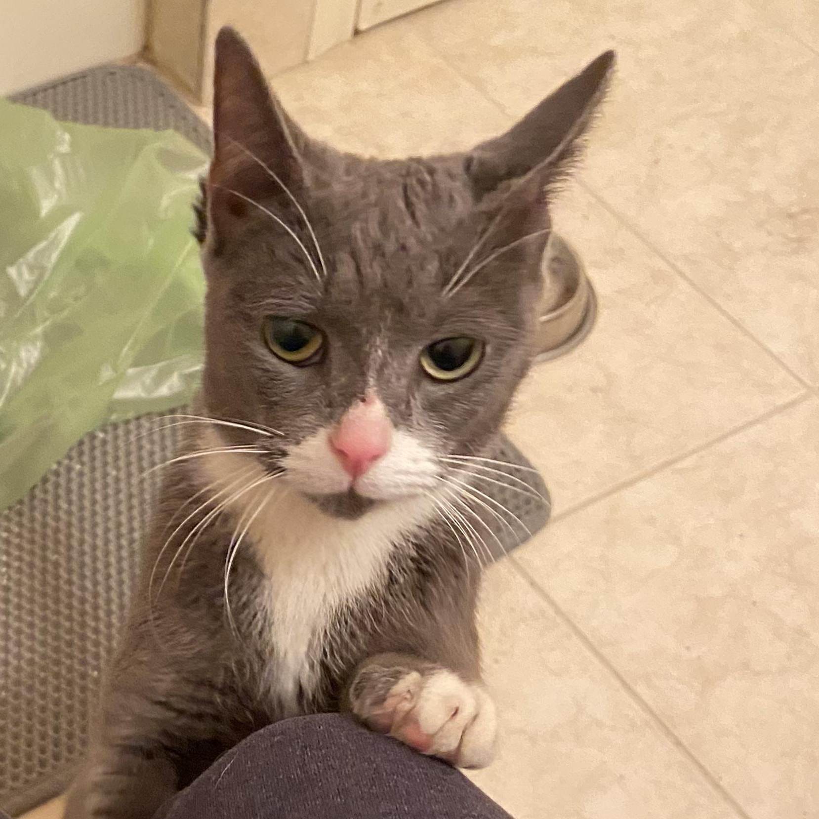 Enlarge Nala, a ADOPTABLE Domestic Short Hair in Woodbridge, NJ image 2/4