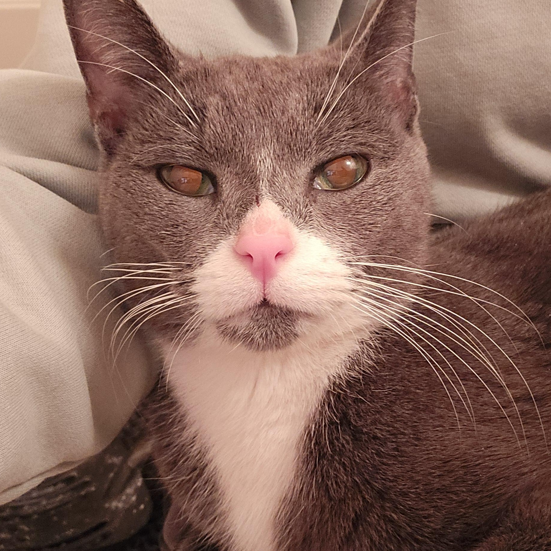 Enlarge Nala, a ADOPTABLE Domestic Short Hair in Woodbridge, NJ image 3/4