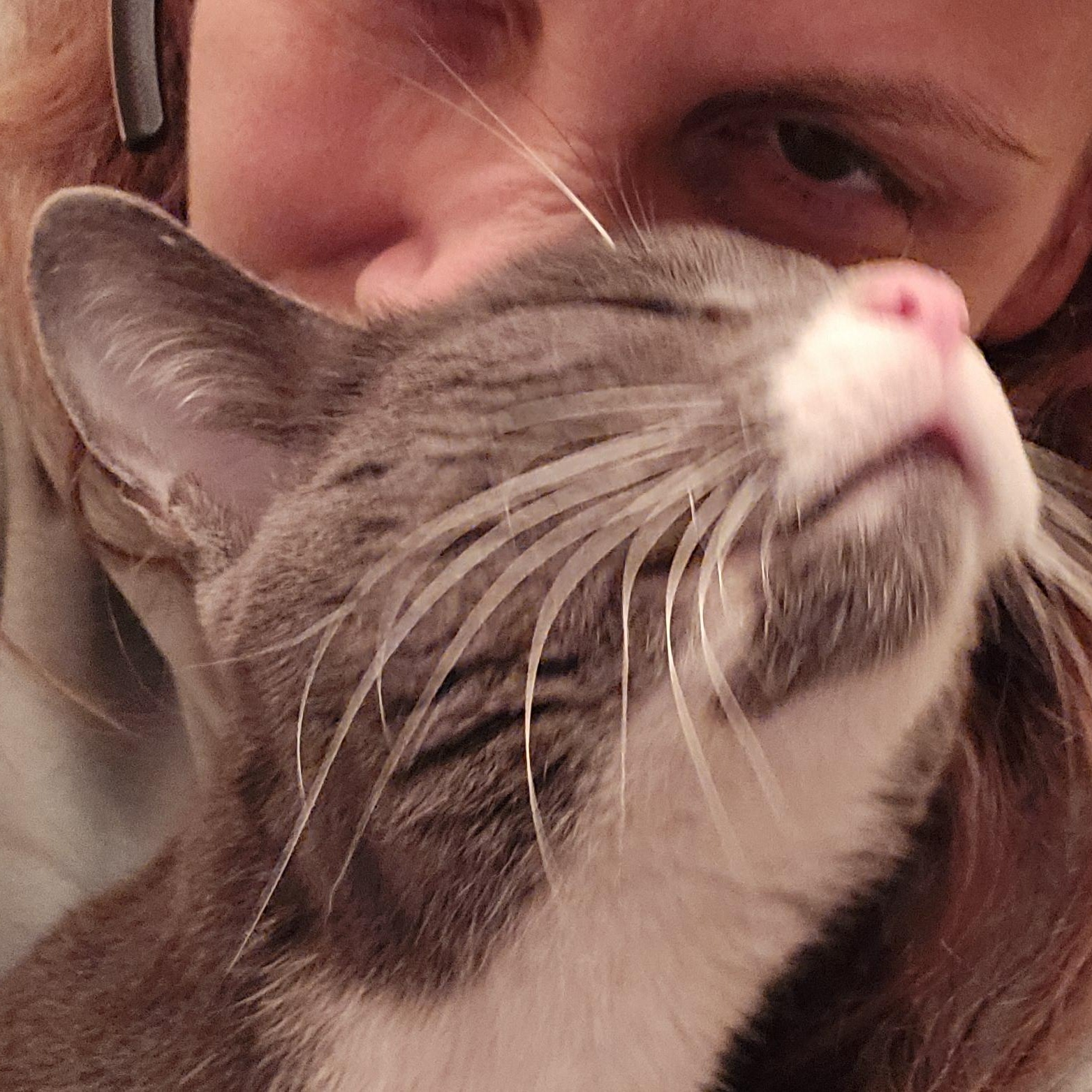 Enlarge Nala, a ADOPTABLE Domestic Short Hair in Woodbridge, NJ image 4/4