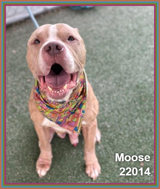 Enlarge MOOSE, a ADOPTABLE mixed breed in Marietta, GA image 5/6