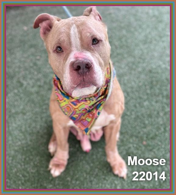Enlarge MOOSE, a ADOPTABLE mixed breed in Marietta, GA image 6/6