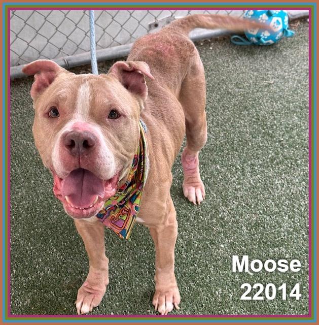 Enlarge MOOSE, a ADOPTABLE mixed breed in Marietta, GA image 2/6