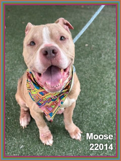 Enlarge MOOSE, a ADOPTABLE mixed breed in Marietta, GA image 3/6