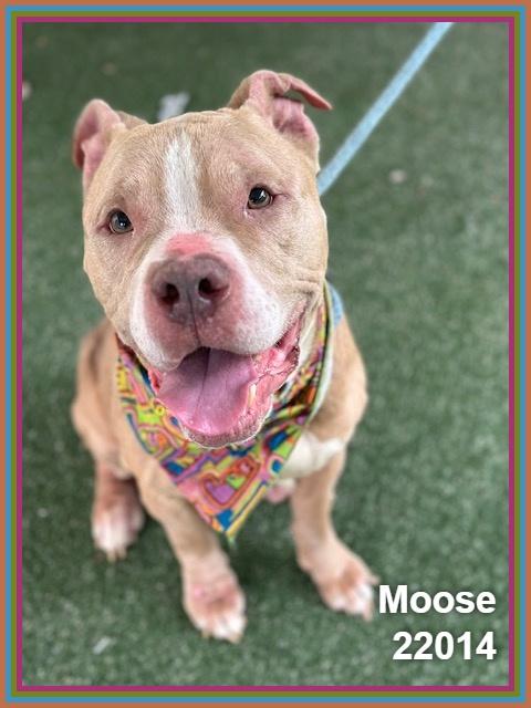 MOOSE, ADOPTABLE, Adult Male Pit Bull Terrier & American Staffordshire Terrier.