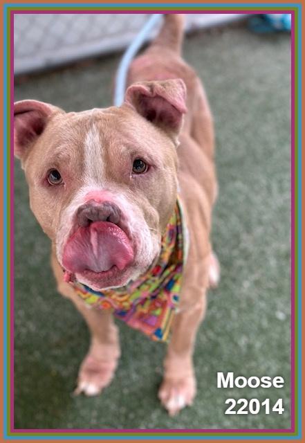 Enlarge MOOSE, a ADOPTABLE mixed breed in Marietta, GA image 4/6