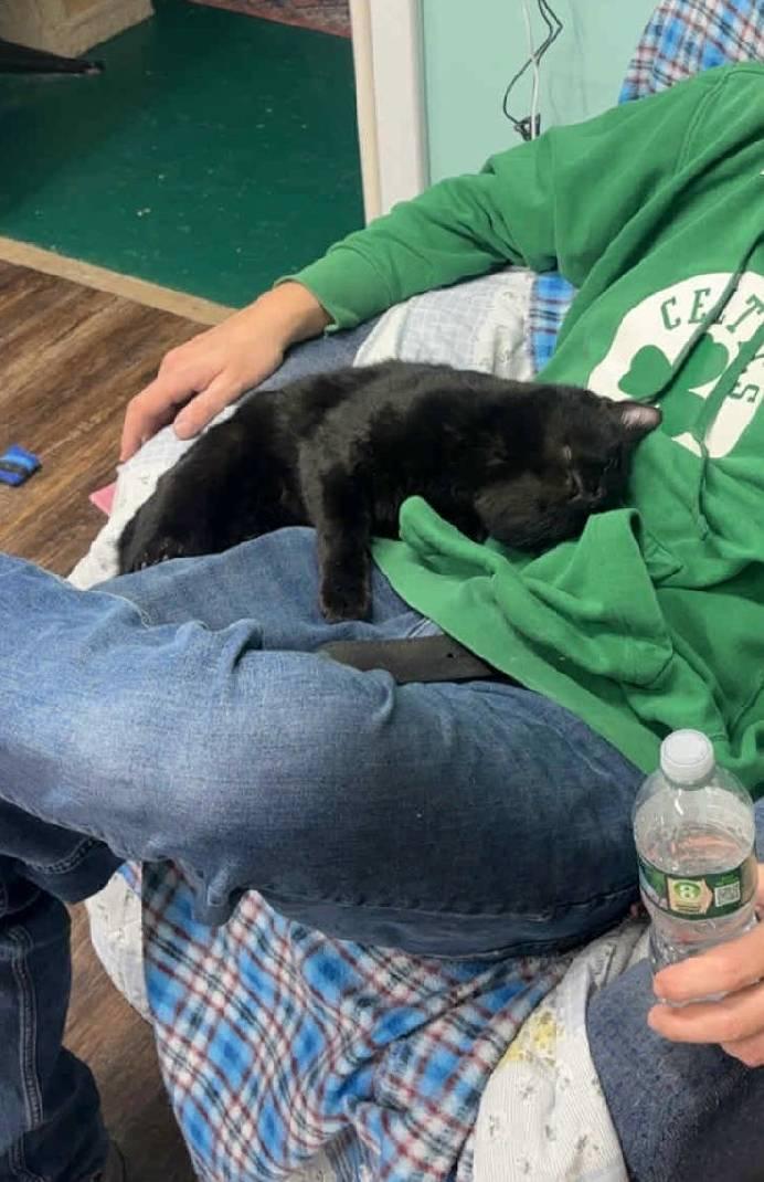 Nick, ADOPTABLE, Adult Male Domestic Short Hair.