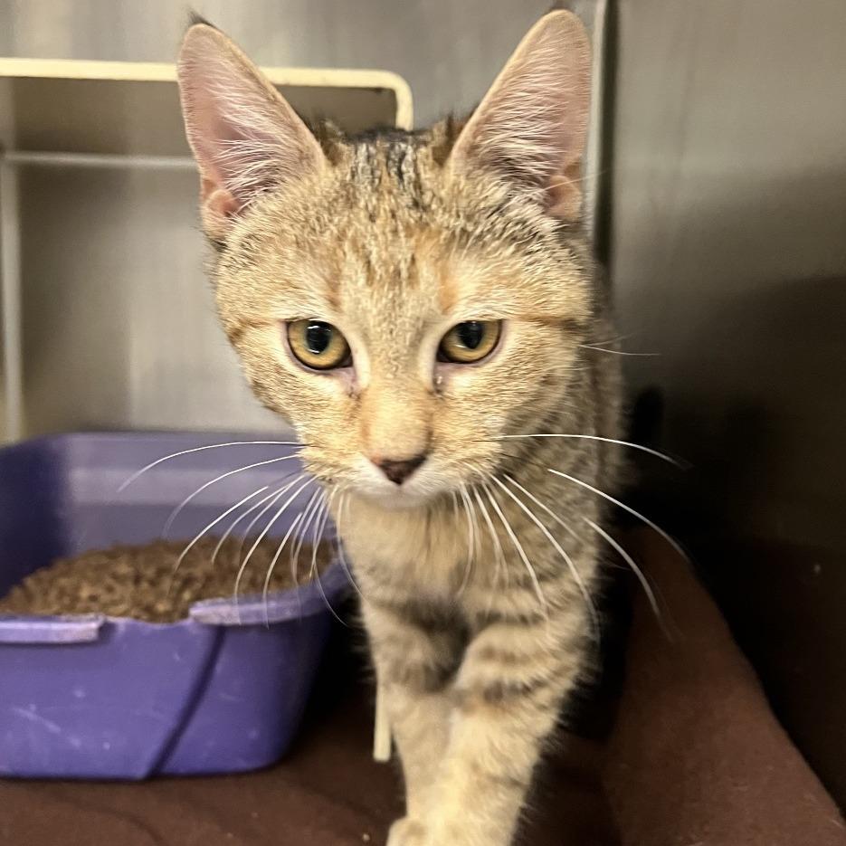 Cassidy, Adoptable, Kitten Female Domestic Short Hair.