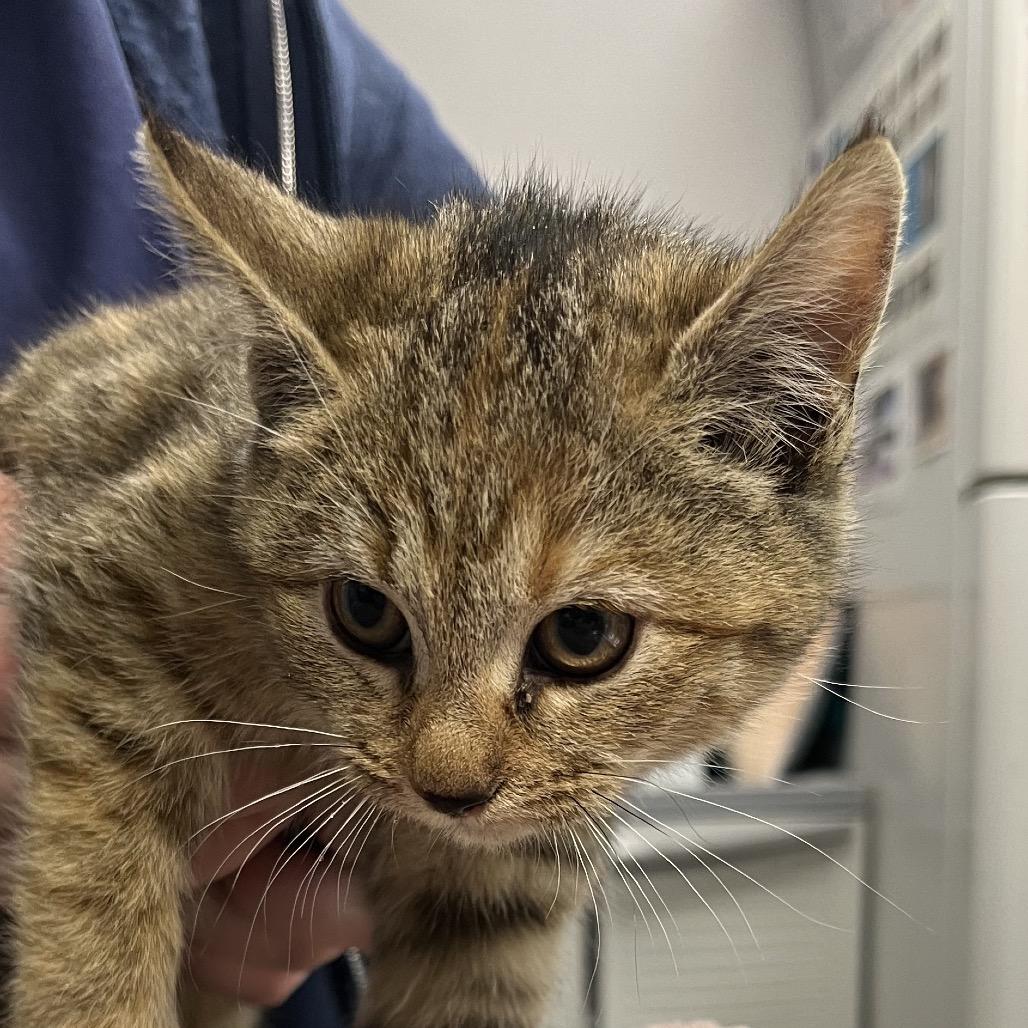 Cassidy (In Foster), Adoptable, Kitten Female Domestic Short Hair.