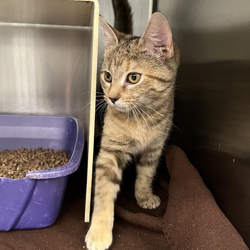 Cassidy, a Adoptable Domestic Short Hair in Vineland, NJ image 3/5