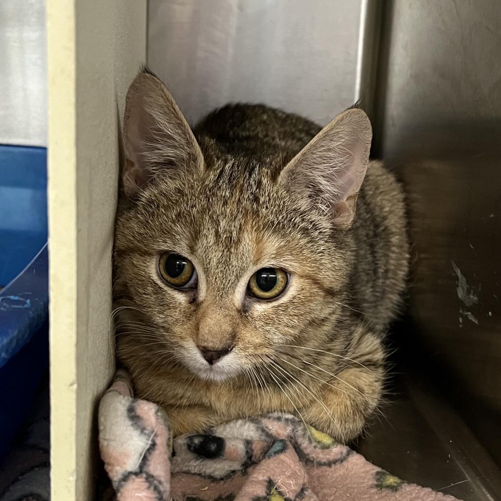 Cassidy, a Adoptable Domestic Short Hair in Vineland, NJ image 4/5